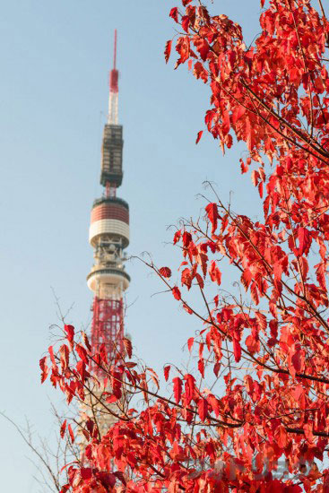 紅葉と東京タワー