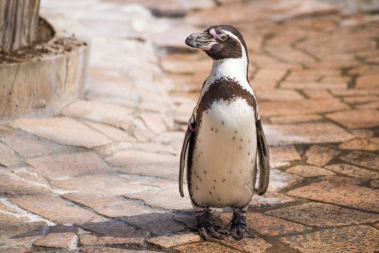 江戸川区自然動物園のペンギン
