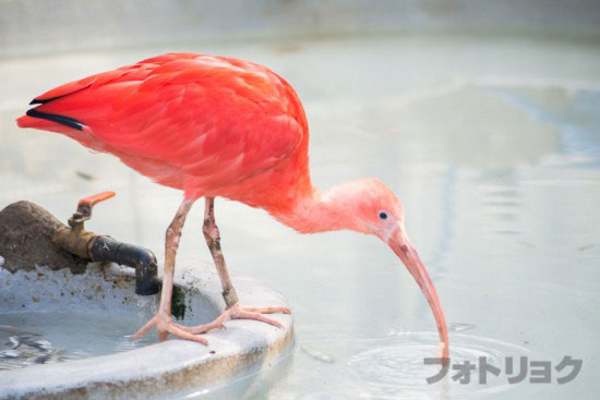 江戸川区自然動物園の鳥