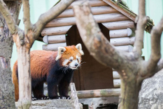 江戸川区自然動物園のレッサーパンダ